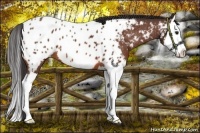 Horse Color:Bay Sabino Splash Appaloosa