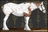 Horse Color:White Spotted Silver Brown Splash Appaloosa