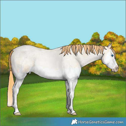 Horse Color:Gold Champagne Roan Pearl Dun Splash Frame 