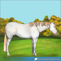 Horse Color:Gold Champagne Roan Pearl Dun Splash Frame 