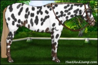 Horse Color:Liver Chestnut Near Leopard 