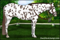 Horse Color:Liver Chestnut Near Leopard 