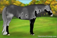 Horse Color:Black Splash