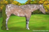 Horse Color:Painted Buckskin Ice 
