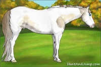 Horse Color:White Spotted Liver Red Dun Onyx Splash Tobiano