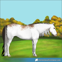 Horse Color:White Spotted Brown Dun 