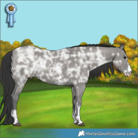 Horse Color:Grullo Ice Sabino