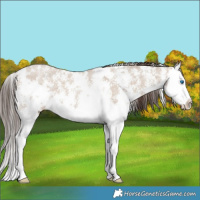 Horse Color:Classic Champagne Dun Sabino Splash