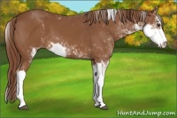 Horse Color:Chestnut Sabino