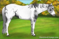 Horse Color:White Spotted Black Splash Tobiano Frame Appaloosa