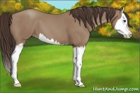Horse Color:Classic Champagne Splash 