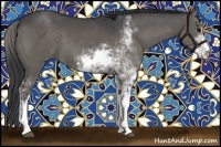 Horse Color:Black Sabino 
