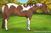 Horse Color:Chestnut Tobiano