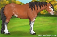 Horse Color:Bay Sabino 