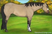 Horse Color:Bay Dun