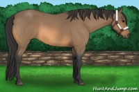 Horse Color:Buckskin Roan 