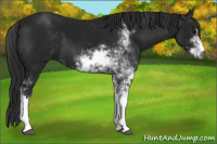 Horse Color:Gray Black Sabino 