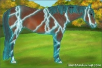 Horse Color:Thunderstruck Bay Appaloosa 