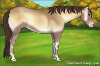 Horse Color:Classic Champagne Onyx