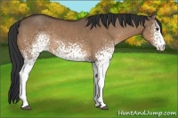 Horse Color:White Spotted Bay Dun 