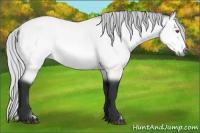 Horse Color:Silver Bay Chinchilla 