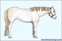 Horse Color:Smoky Grullo Roan Pearl Sabino Splash Frame 