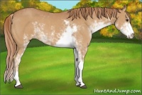 Horse Color:Chestnut Sabino