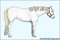 Horse Color:Smoky Grullo Roan Pearl Splash Frame Appaloosa 