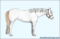 Horse Color:White Spotted Smoky Grullo Roan Pearl Splash Frame Appaloosa 