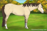 Horse Color:Amber Champagne Dun Splash