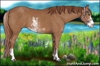 Horse Color:Chestnut Sabino