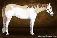 Horse Color:Red Dun Roan Splash Frame Rabicano 
