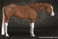 Horse Color:Chestnut Splash 