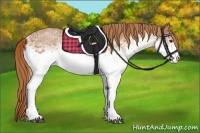 Horse Color:White Spotted Chestnut Rabicano 