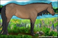 Horse Color:Bay Dun