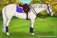 Horse Color:Cremello 