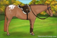 Horse Color:Chestnut Appaloosa 
