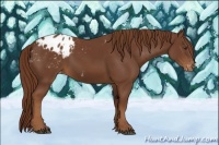 Horse Color:Chestnut Appaloosa