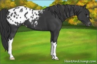 Horse Color:Black Appaloosa