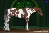 Horse Color:White Spotted Bay 