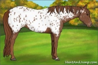 Horse Color:Chestnut Near Leopard 