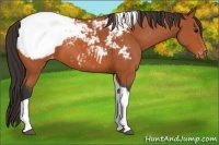 Horse Color:Bay Tobiano Varnish 
