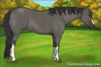 Horse Color:Grullo 