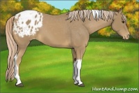 Horse Color:Palomino Tobiano Blanket