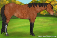 Horse Color:Bay and Gray Bay