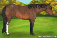 Horse Color:Bay and Bay