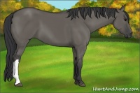 Horse Color:Grullo 