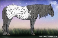 Horse Color:Black Near Leopard