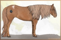 Horse Color:Chestnut Appaloosa 