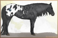 Horse Color:Black Appaloosa 